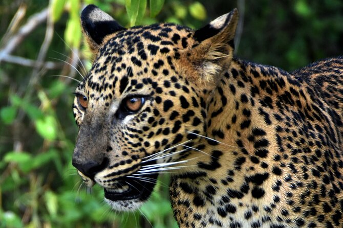 Private Half Day Safari Tour to Yala NP From Tangalle and Drop Back - Lunch inside Yala: keeping your day on track (12:00 to 14:00)
