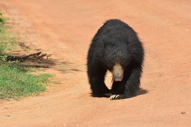 Private Half Day Safari Tour to Yala NP From Tangalle and Drop Back - What “private” changes in the way you experience Yala