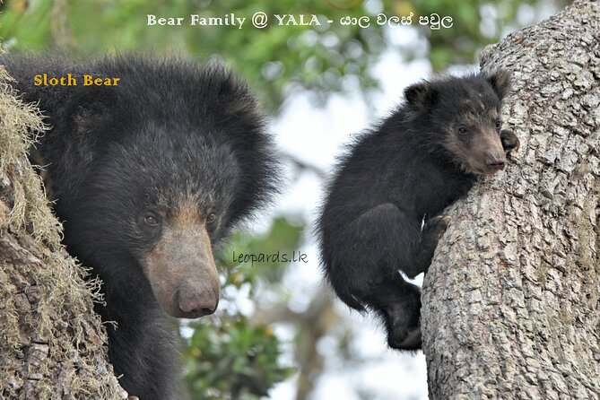 Private Half Day Safari Tour to Yala NP From Tangalle and Drop Back - Price and logistics: is $200 per person good value?