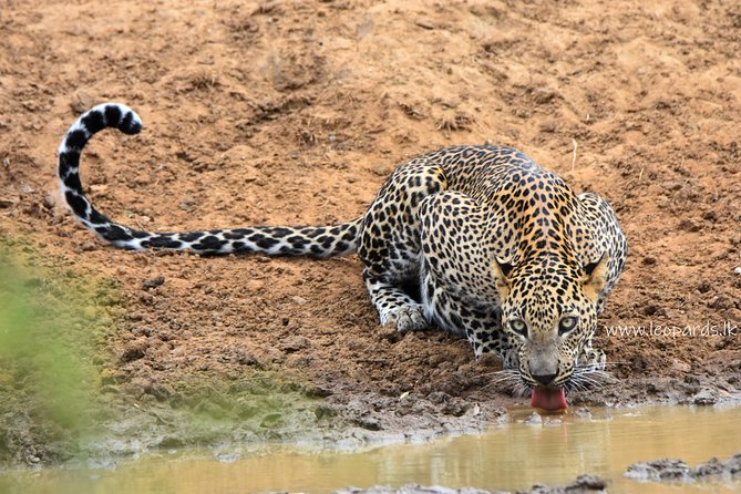 Private Half Day Safari Tour to Yala NP From Tangalle and Drop Back - Route stops in Hambantota, Tangalle, Rekawa, and Ranna