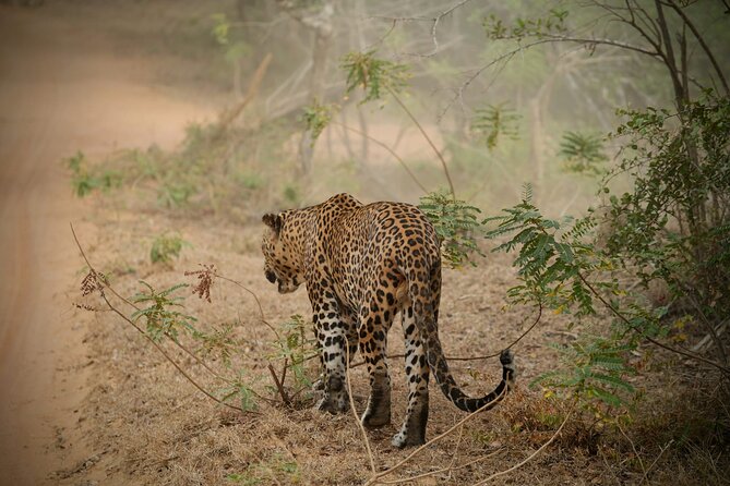 Private Multi Day Sri Lanka Tour with Chauffeur - Key highlights worth planning around