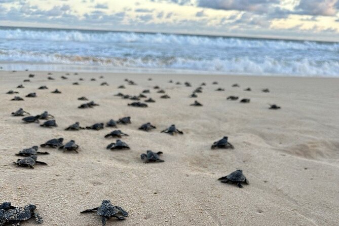 Private Multi Day Sri Lanka Tour with Chauffeur - Day 7: Galle Dutch Fort, turtle conservation, and a finish in Colombo