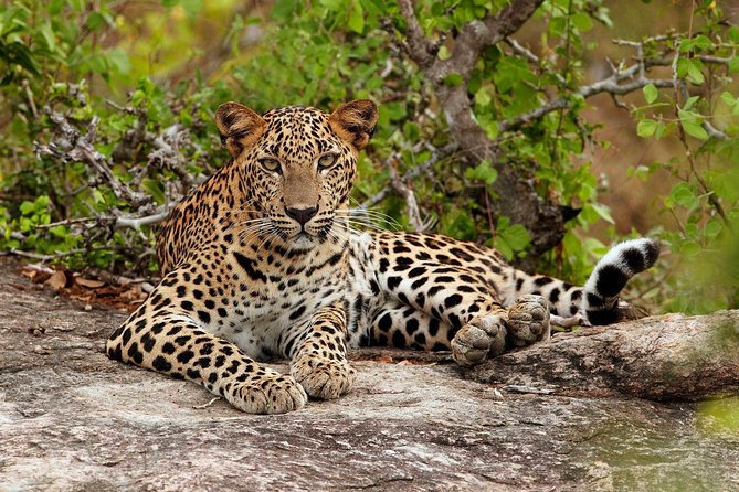 Private Trip to Sigiriya, Dambulla & safari from Colombo/ Negombo - Door-to-door pickup from Colombo/Negombo: the hidden value