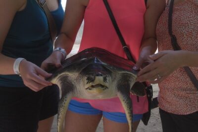 Private Tuk-Tuk Village Tour - From Bentota Hotels - Stop 1: Induruwa Sea Turtle Conservation Project and Turtle Hatchery