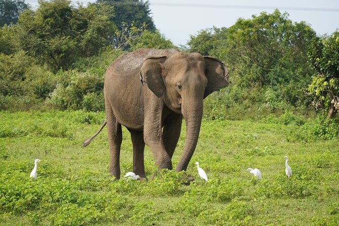 Private Udawalawe Safari Tour with Elephant Transit Home - Key things to know before you go