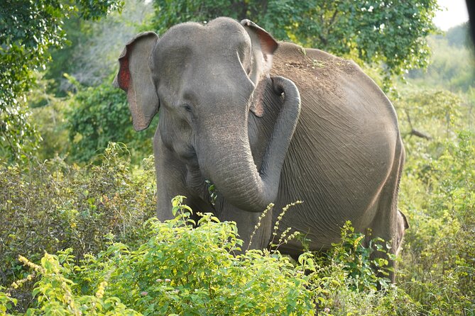 Private Udawalawe Safari Tour with Elephant Transit Home - Who this private Tony Tours safari fits best