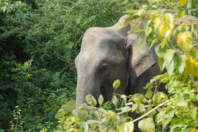 Private Udawalawe Safari Tour with Elephant Transit Home - Udawalawe National Park jeep safari: how the 3-hour drive works in real life