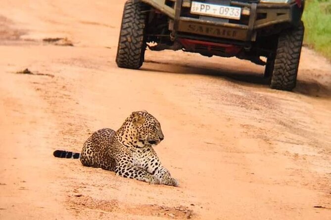 Private Wilpatu National Park Leopard safari from Colombo/Negambo - Key highlights at a glance