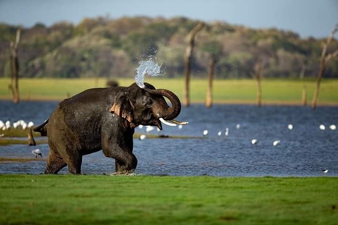 Rangiri Jeep Safari Sigiriya Lion Rock & Evening Jeep Safari - Key highlights to know before you go
