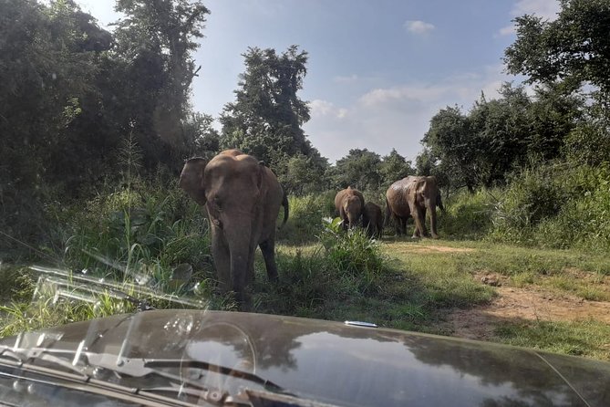 Rangiri Jeep Safari Sigiriya Lion Rock & Evening Jeep Safari - Minneriya National Park: the water-based drama of Minneriya Wewa