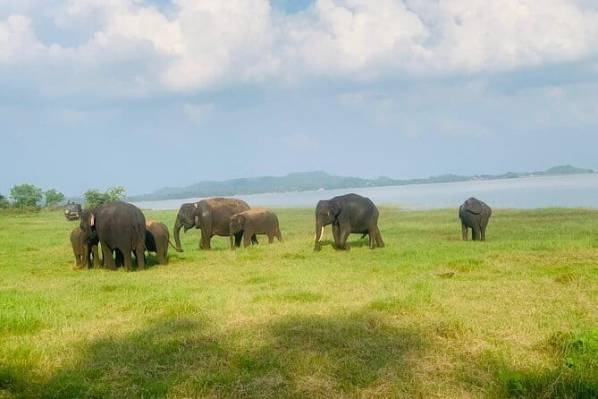 Safari Adventure in Minneriya national Park Sri Lanka - Why Minneriya at Dawn Makes Sense for Elephants and Birds