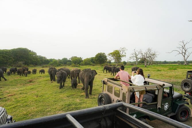 Safari Adventure in Minneriya national Park Sri Lanka - Should You Book the Minneriya Safari Adventure?