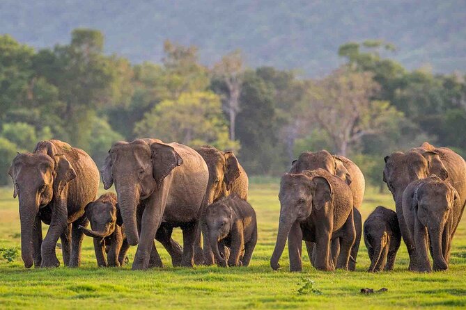 Safari Day Tour to Sigiriya Lion Rock and Golden Cave Temple - Who should book this tour (and who should skip it)