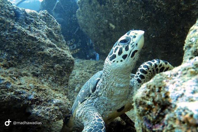 Scuba Diving at Unawatuna - PADI-Certified Instructors and Safety That Feels Practical