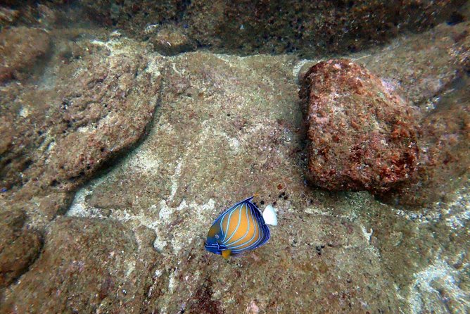 Scuba Diving in Mirissa - Key things I’d plan around
