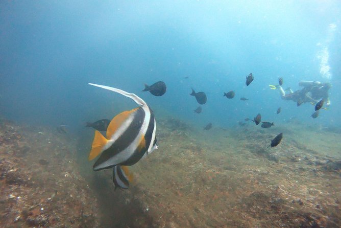 Scuba Diving in Mirissa - What you’ll feel in the water: pace, curiosity, and photo-ready moments