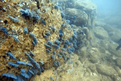 Scuba Diving in Mirissa - Before You Enter the Water: Gear, Training, and Level Matching