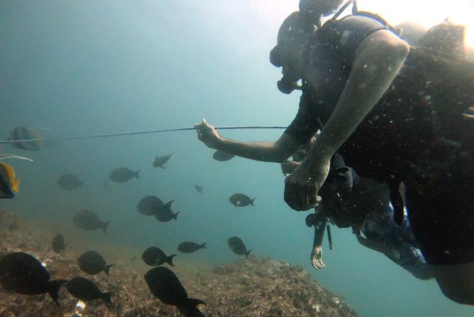 Scuba Diving in Mirissa - Private tour feel: pickup, mobile ticket, and less waiting around