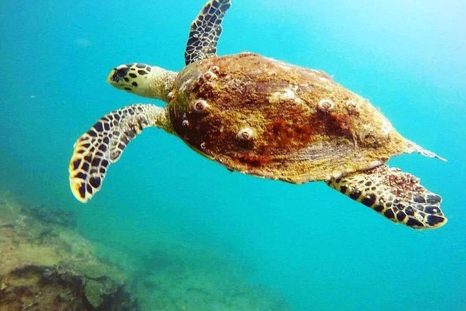 Scuba Diving in Mirissa - Price and value: is $75 a fair deal in Mirissa?