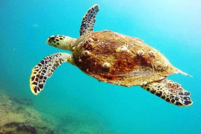 Scuba Diving in Unawatuna - Unawatuna Beach setup: gear, briefing, and calm nerves