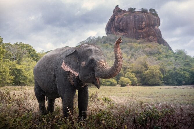 Sigiriya and Dambulla Cave Temple Private Day Trip From Bentota - Sigiriya Sunrise: Climb, Frescoes, Mirror Wall, and King Kashyapa