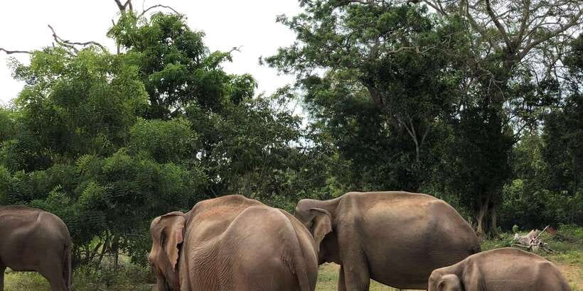 Sigiriya and Dambulla Private Full-Day Tour - Village Life Stop: What You Should Look for (and Ask About)