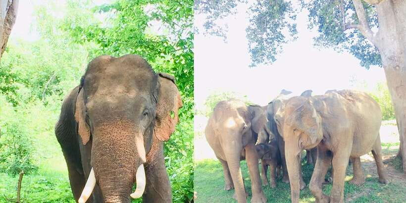Sigiriya, Dambulla, and Village Safari Day Tour from Negombo - Who This Day Tour Suits Best