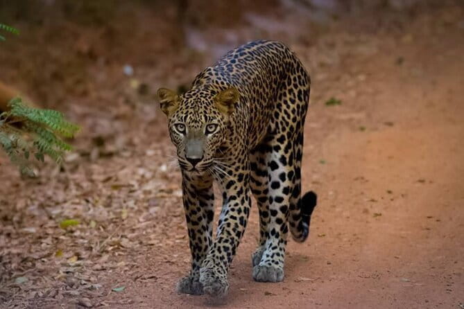 Sigiriya & Dambulla Day Tour - The Lunch and Long-Day Reality Check (12 to 14 Hours)