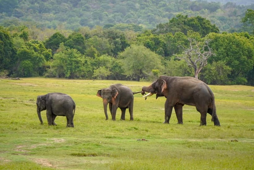 Sigiriya Lion Rock Hike & Minneriya National Park Safari - Key Things I’d Book This For