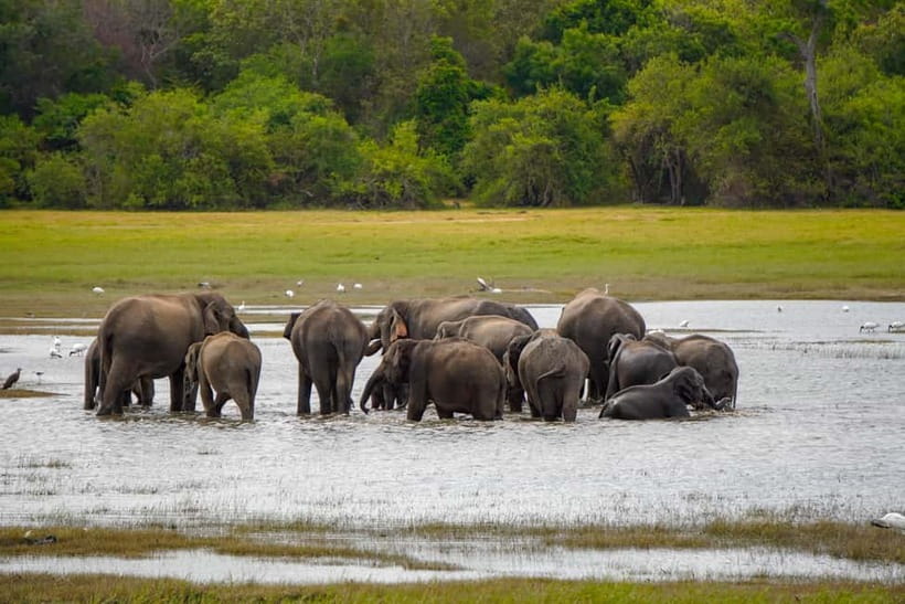 Sigiriya Lion Rock Hike & Minneriya National Park Safari - A Full Day That Actually Feels Like Two Adventures
