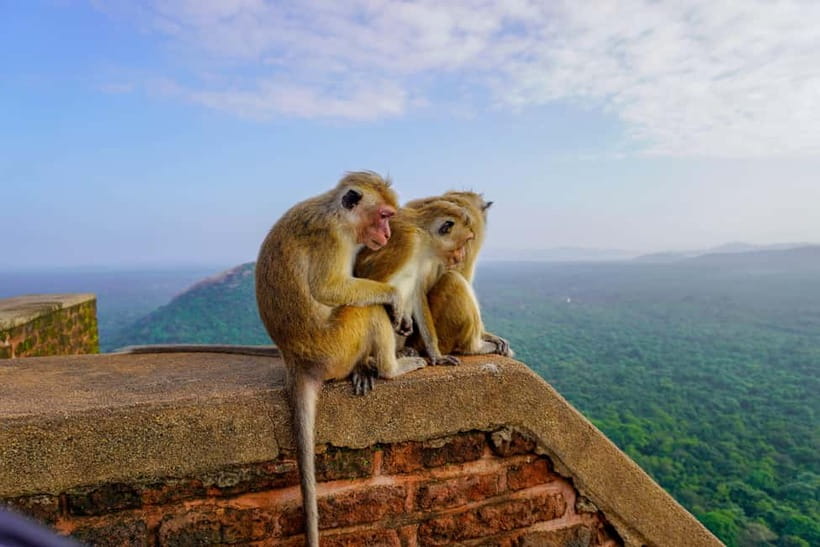 Sigiriya Lion Rock Hike & Minneriya National Park Safari - Price and Value: What $40 Really Buys You