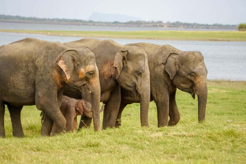 Sigiriya Lion Rock Hike & Minneriya National Park Safari - Pickup and Private Transport: Where Comfort Comes In