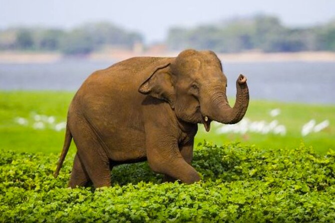 Sigiriya Rock & Cave Temple with Jeep Safari Private Day Trip - Key Highlights (The Stuff That Matters)