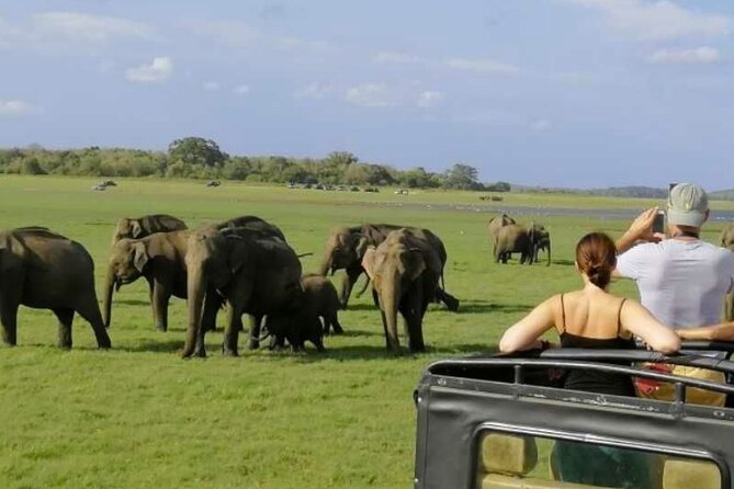 Sigiriya Rock & Cave Temple with Jeep Safari Private Day Trip - Jeep Safari at Minneriya or Kaudulla: How to Maximize Elephant Time