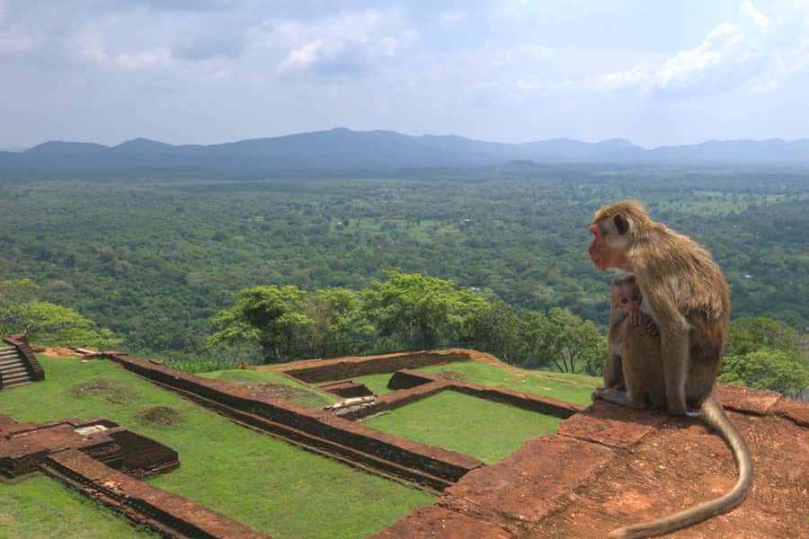 Sigiriya: Sigiriya or Pidurangala Sunrise/Sunset Hike - Driver Wait Time and the Spice/Herb Garden Bonus on Return