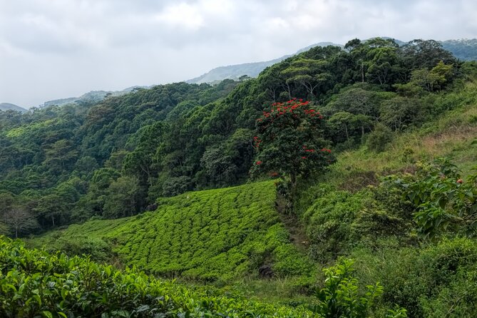 Sinharaja Rain Forest Guided Day Tour - The guide makes or breaks your forest day