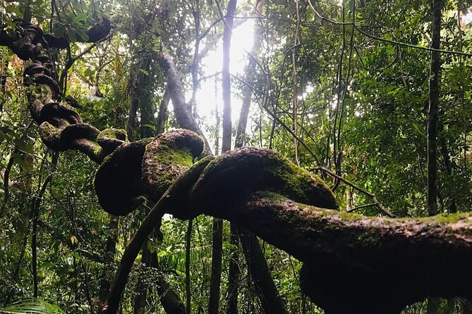Sinharaja Rain Forest Guided Day Tour - Price and value: $29.90 that still feels fair