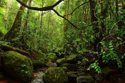 Sinharaja Rain Forest Guided Day Tour - Meals and breaks: the quiet value in this 6-hour format