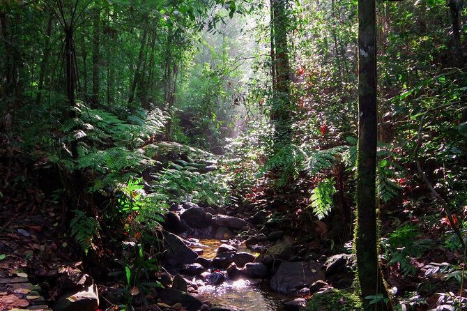 Sinharaja Rain Forest Guided Day Tour - What to bring (so you don’t hate the rainforest)