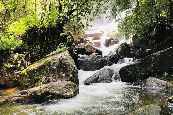 Sinharaja Rain Forest Guided Day Tour - Who this tour is best for (and who might want a different day)