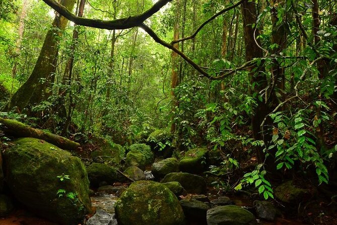 Sinharaja Rain Forest Guided Day Tour - Meals and breaks: the quiet value in this 6-hour format