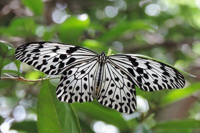 Sinharaja Rain Forest Tours (Full Day) - Key things that make this tour worth your time