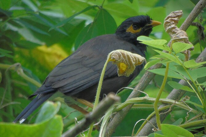 Sinharaja Rain Forest Tours (Full Day) - A Full Day in Sinharaja: Why This Walk Lasts 6 to 8 Hours