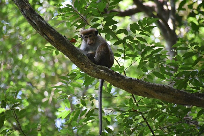 Sinharaja Rain Forest Tours (Full Day) - The Main Track Through Tropical Rain Forest: What You Actually See