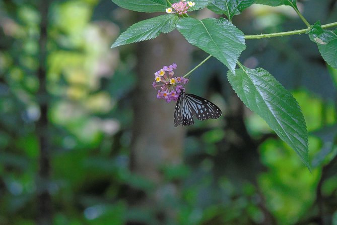 Sinharaja Rain Forest Tours (Full Day) - Natural Fish Therapy: A Rainforest Moment That’s Weird (In a Good Way)