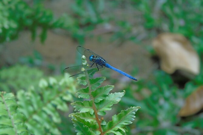 Sinharaja Rain Forest Tours (Full Day) - Lunch and Flora-Fauna Explanations: What the Guide Adds