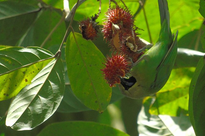 Sinharaja Rain Forest Tours (Full Day) - The Guide Factor: Why Achi Keeps Showing Up
