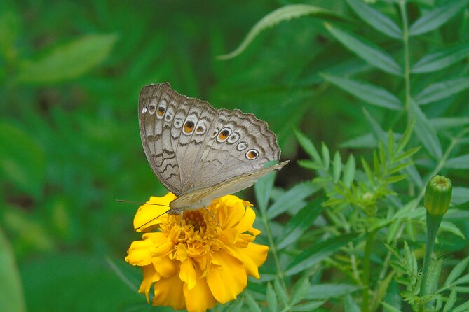 Sinharaja Rain Forest Tours (Full Day) - Meet in Deniyaya, Then Go Straight Into the Forest