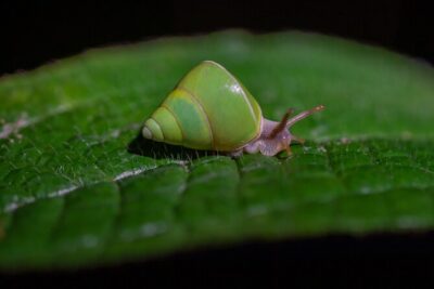 Sinharaja Rainforest Day Tour By Rainforest Expedition - Meeting point, timing, and how the private format helps