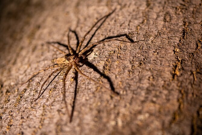 Sinharaja Rainforest Day Tour By Rainforest Expedition - Stop 2: deeper into the Sinharaja Forest Reserve for more chances